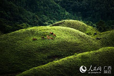 廣西十萬大山|攀登十萬大山，廣西，中國